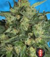 Serious Seeds White Russian #1 (Автоцветущие обычные)