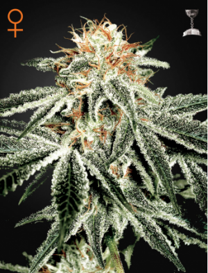 Семена Green House Seed Co. White Widow (Феминизированные)