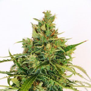 Семена Kannabia Seeds Amnesi-K Lemon (Феминизированные)