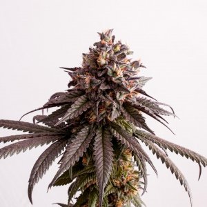 Семена Kannabia Seeds Gelato-K (Феминизированные)