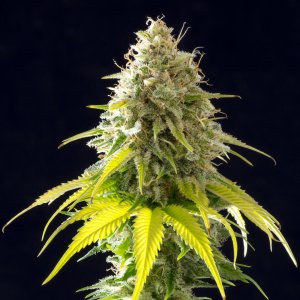 Семена Kannabia Seeds Mataro Blue