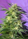 Sweet Seeds Killer Kush Auto ® (Автоцветущие феминизированные)