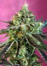 Sweet Seeds Sweet Nurse Auto CBD ® (Автоцветущие феминизированные)