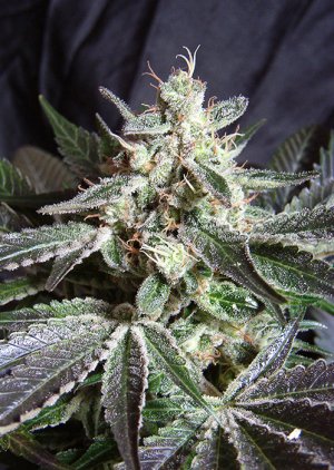 Семена Sweet Seeds Black Jack ®