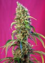 Sweet Seeds Black Jack CBD ® (Феминизированные)