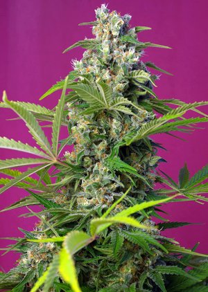 Семена Sweet Seeds Gorilla Girl ®