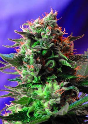 Семена Sweet Seeds Jack 47 F1 Fast Version ®