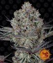 Barney's Farm Seeds Dos Si Dos 33 (Феминизированные)
