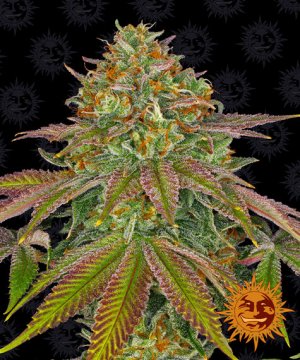 Семена Barney's Farm Seeds Wedding Cake (Феминизированные)