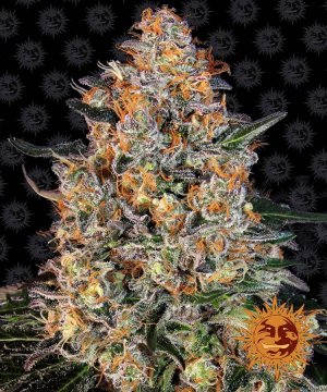 Семена Barney's Farm Seeds Bubba Kush (Феминизированные)