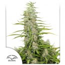 Dutch Passion Seeds C-Vibez (Феминизированные)