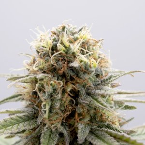 Семена Kannabia Seeds GSC
