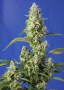 Sweet Seeds Gorilla Girl XL Auto ® (Автоцветущие феминизированные)