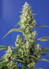 Gorilla Girl XL Auto ® (Автоцветущие феминизированные)