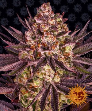Семена Barney's Farm Seeds Biscotti  Mintz (Феминизированные)