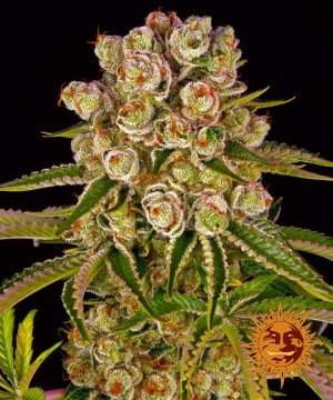 Семена Barney's Farm Seeds Kush Mintz