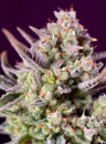 Sweet Seeds Sweet Zenzation XL Auto ® (Автоцветущие феминизированные)