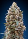 00 Seeds 00 Kush (Феминизированные)