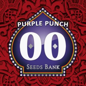 Семена 00 Seeds Purple Punch