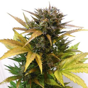 Семена Flash Seeds Cobra (Автоцветущие обычные)