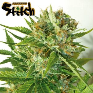 Семена Flash Seeds Onyx (Автоцветущие обычные)