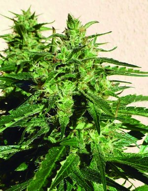 Семена Flash Seeds Amazing Cherry (Автоцветущие обычные)