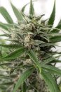Dinafem Seeds Blue Amnesia XXL (Автоцветущие феминизированные)