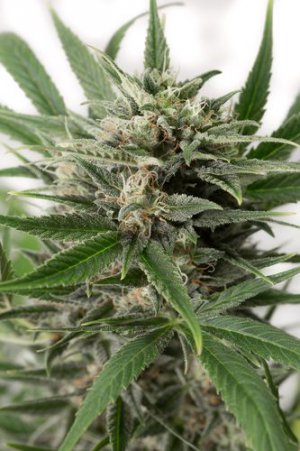 Семена Dinafem Seeds Blue Amnesia XXL