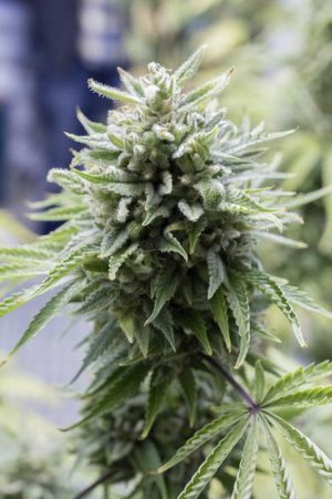 Семена Dinafem Seeds OG Kush (Автоцветущие феминизированные)