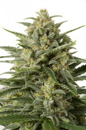 Семена Dinafem Seeds White Widow XXL
